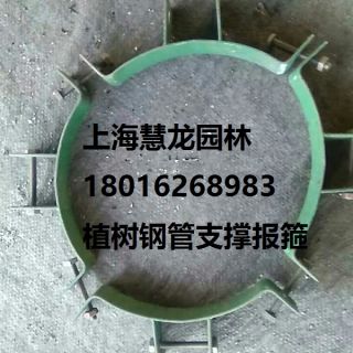 大樹報箍，植樹支撐報箍，鋼支撐報箍
